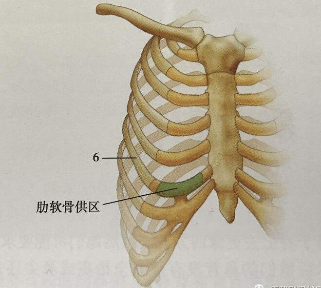 颗粒软骨隆鼻会被吸收吗？