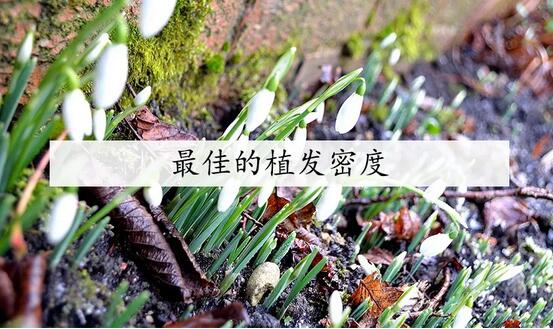 很好的植发密度应该是多少？