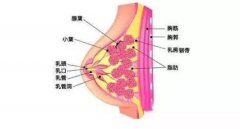 成都汉密尔顿胸部整形多少钱?果如何? width=