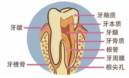 大黄牙有救了？！跟着她们一起拯救大黄牙！