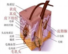 头皮撕脱伤有哪些调节方法？北医三院整形科安阳为你解答！ width=