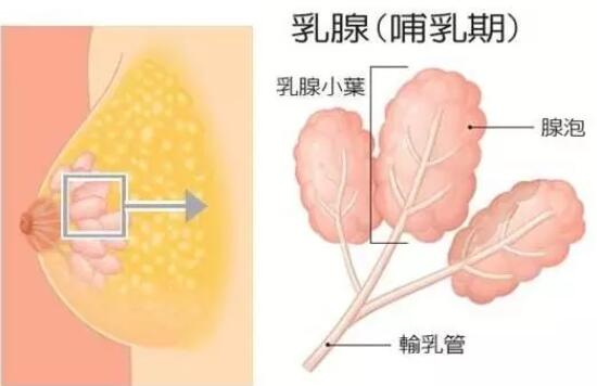 一个大忽悠：按摩可以让脸变小、让胸变大!